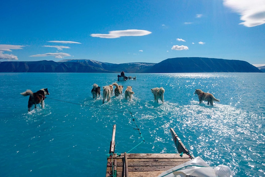 Sled dogs make their way in north-west Greenland with their paws in melted ice water.