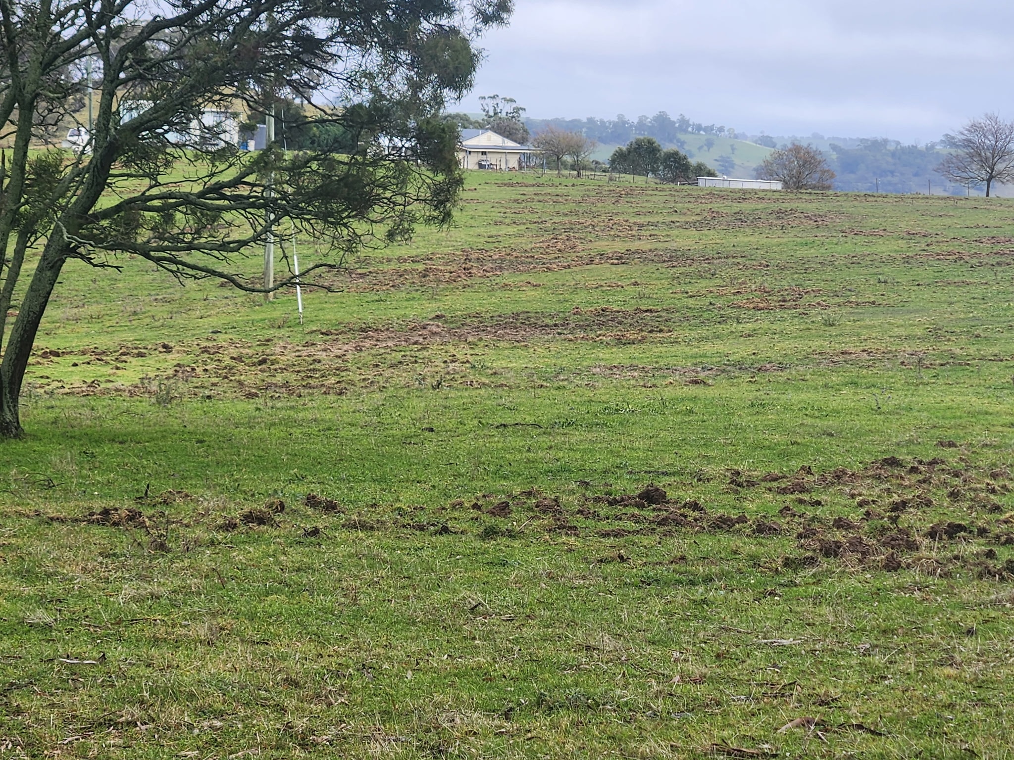 Se excavó un prado verde en secciones aisladas. 