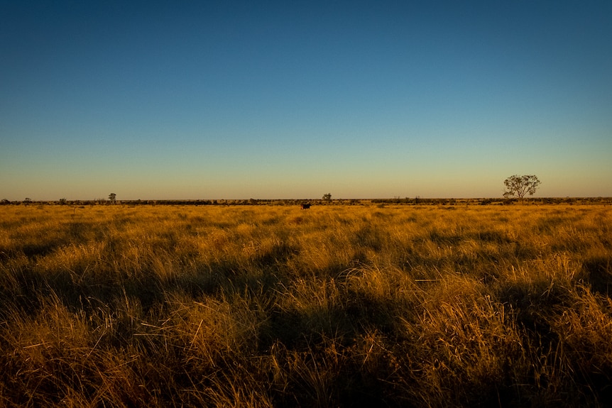 Sunset with a blue sky and grass on a property near Barcaldine in May 2023.