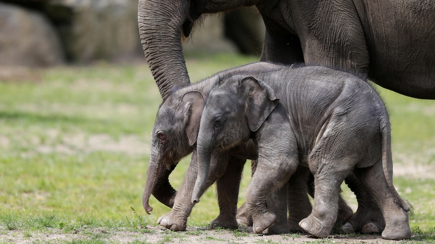 Two baby elephants walk between their mother's legs 