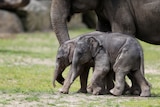 Two baby elephants walk between their mother's legs 