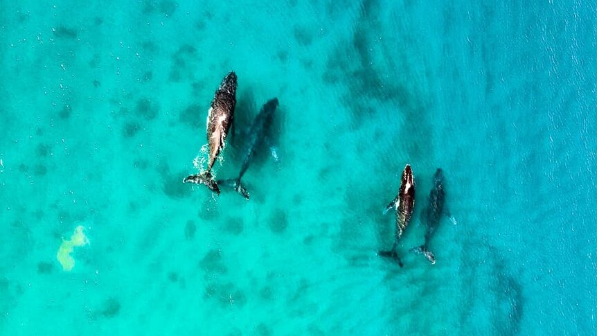 A birds eye view of four whales.
