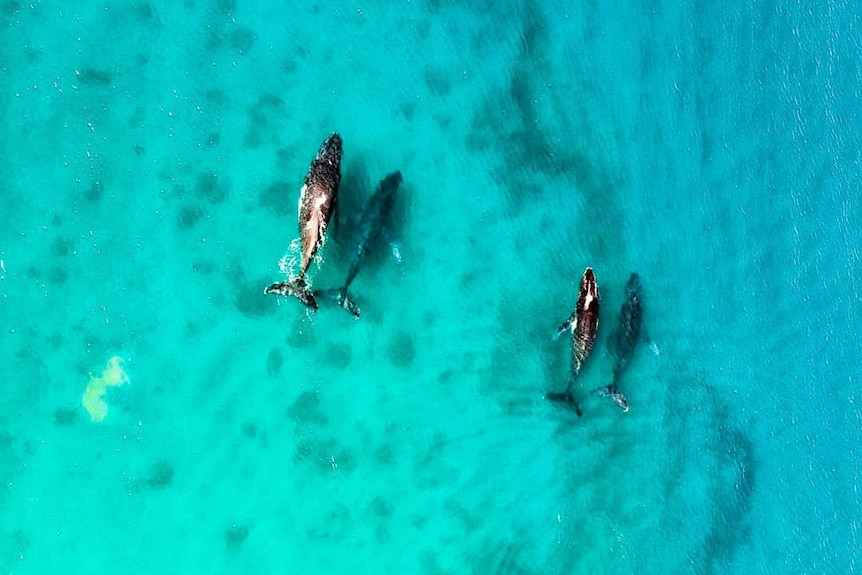 A birds eye view of four whales.