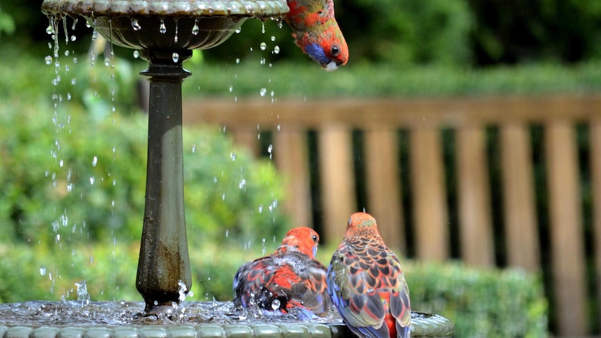 Three Rosellas enjoy a bath.