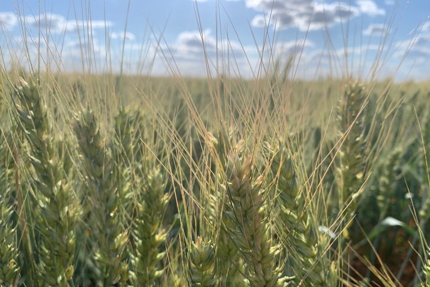 A close-up photo of wheat in a paddock.