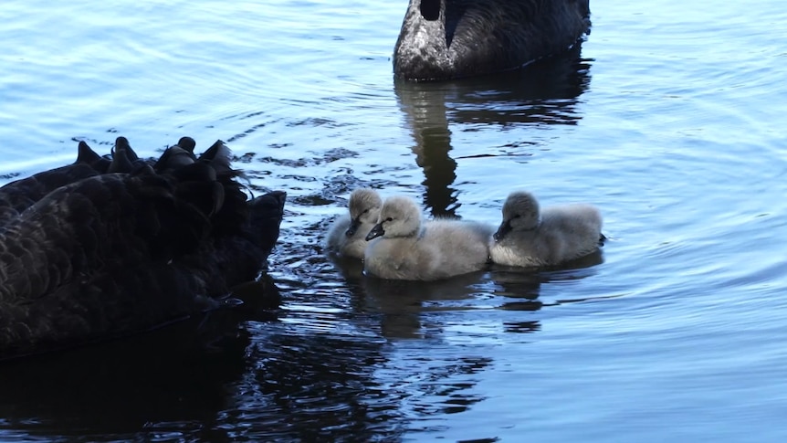Three grey fluffy cygnets on Kippax Lake with their parents.
