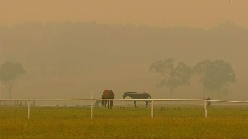 horses in smog on a ranch