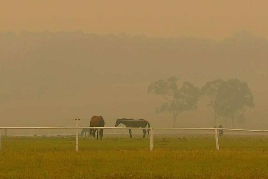 horses in smog on a ranch