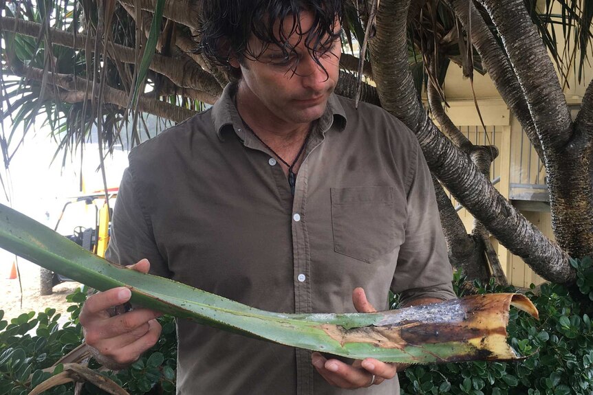 Pandanus expert Joel Fostin looks at a long pandanus frond with leafhopper beetles at its end.