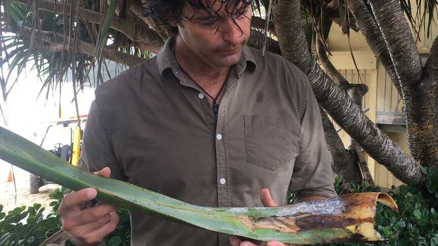 Pandanus expert Joel Fostin looks at a long pandanus frond with leafhopper beatles at its end