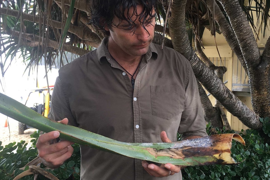 Pandanus expert Joel Fostin looks at a long pandanus frond with leafhopper beetles at its end.