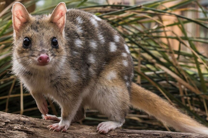 A small brown marsupial with a pointy nose and white spots on its brown fur looking at a camera