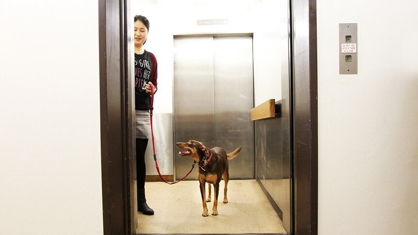 A woman with a dog on a leash both stand in an elevator.
