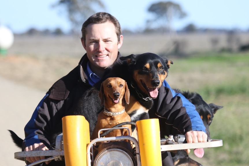 Tottenham sheep farmer on his motorbike in a black and blue jacket with three dogs