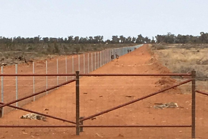Kangaroos lay dead as emus wander along the inside of a cluster fence.