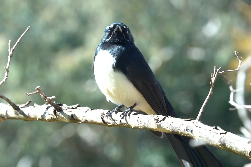 A black and white bird sits on a branch.