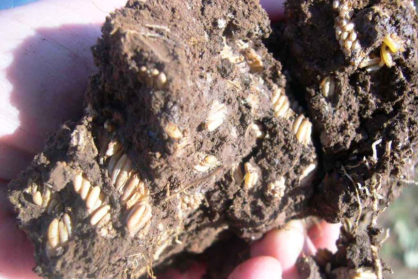 A large chunk of hard soil filled with small oval-shaped eggs.