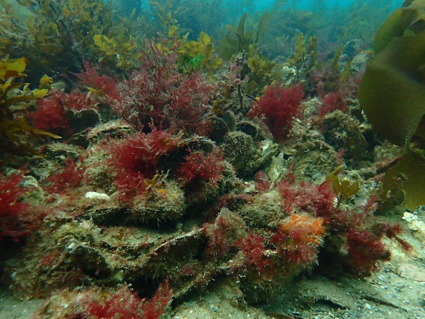 Angasi oyster reef