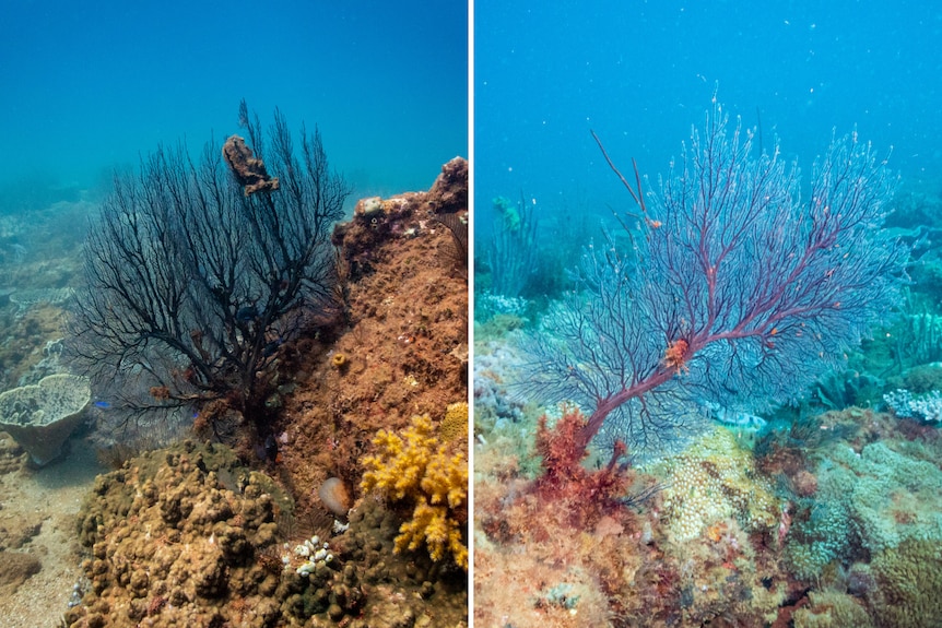 Two panels with a black spindly coral in one, and a blue spindly coral in the second