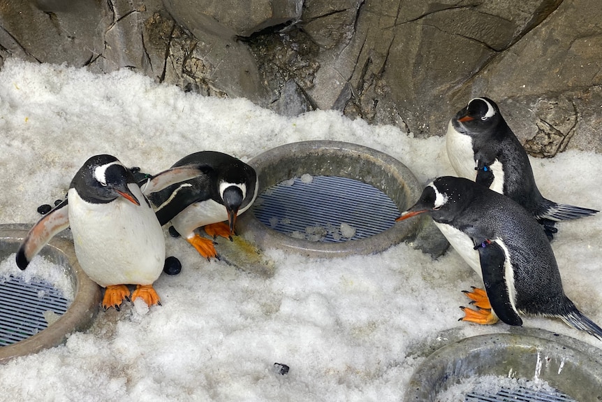 Four male gentoo penguins standing together.