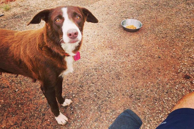 Floss looking at the camera.