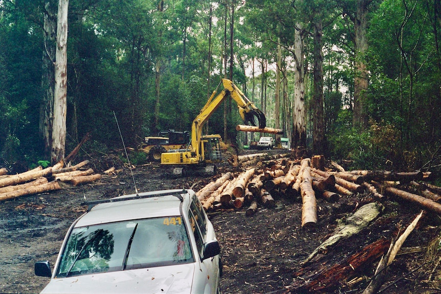 Heavy machinery lifts logs in a forest.