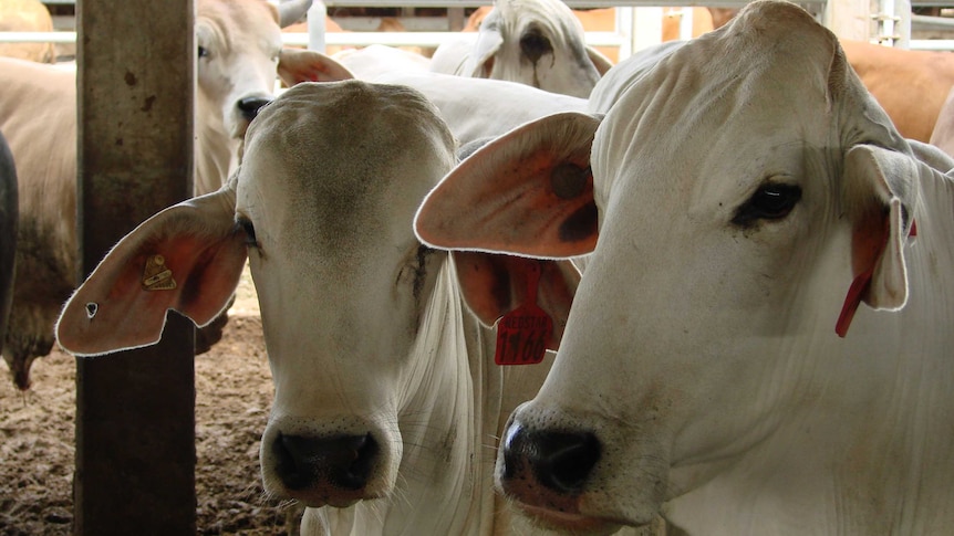 Close up of Australian cattle in overseas feedlot