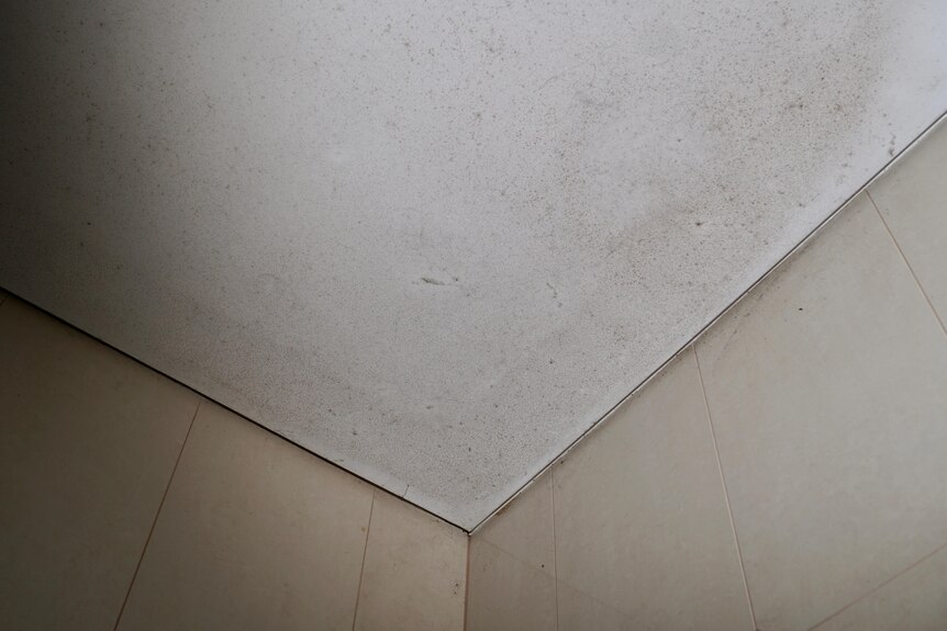 A ceiling covered with mould and mildew