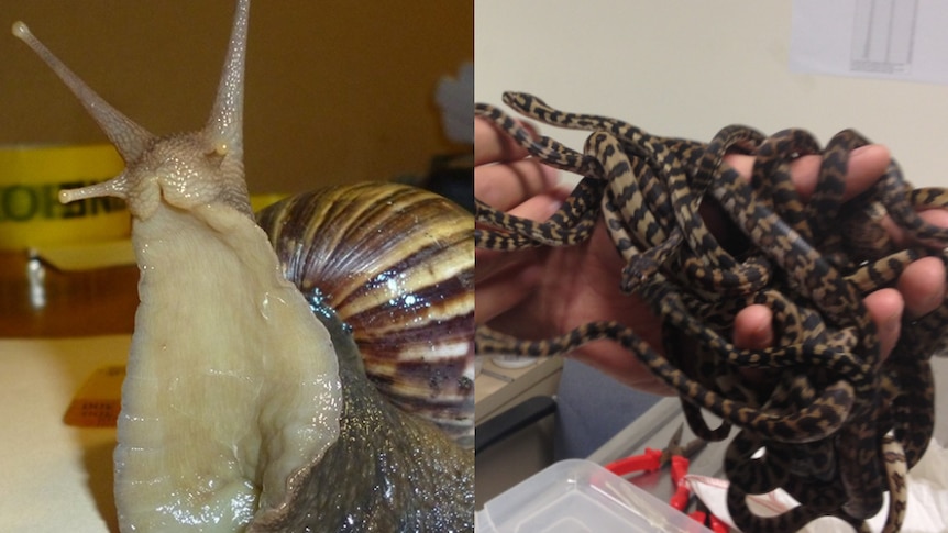 A giant African snail and illegal reptile imports are some of the biosecurity risks intercepted in 2017.