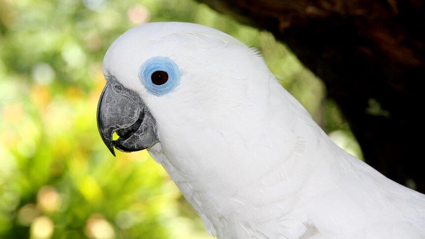 Blue-eyed cockatoo on New Britain