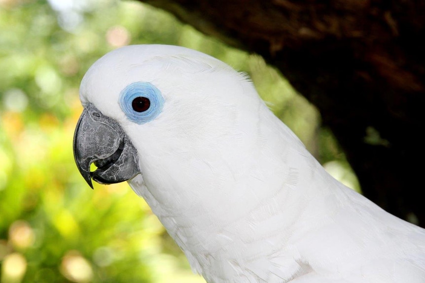 Blue-eyed cockatoo on New Britain