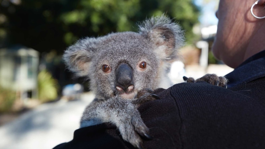 Boston the koala smiling at the camera over the shoulder of carer Ms Longman.