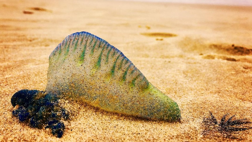 Bluebottle covered in sand
