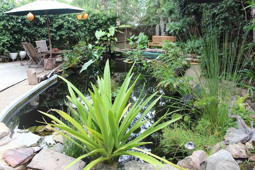 Michael Gilliings' pool to pond conversion