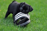 Pug puppy chewing a  shoe