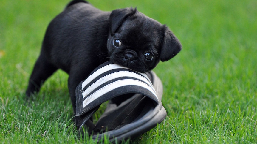 Pug puppy chewing a  shoe