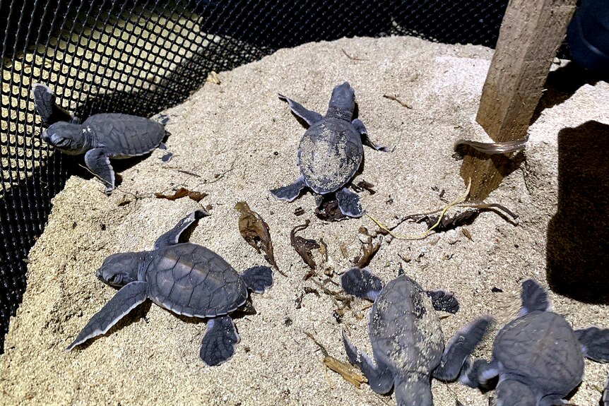 Five turtle hatchlings emerge from the sand to find themselves surrounded by a plastic barrier