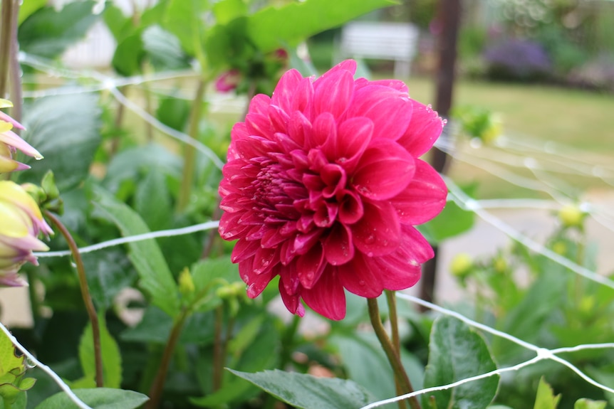 a single pink dahlia flower