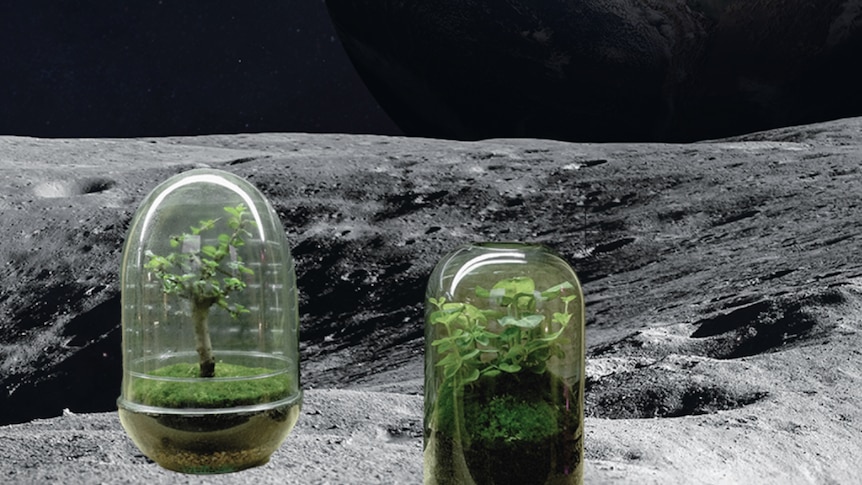 A photoshoppped image of two terrariums on the moon. 