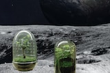 A photoshoppped image of two terrariums on the moon. 