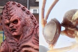 Two images side by side show a reddish brown alien scowling at the camera and a close-up of a wasp's head.
