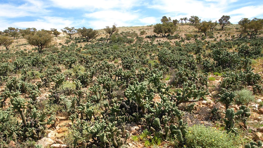 Invasive weed boxing glove cactus growing well in far west NSW