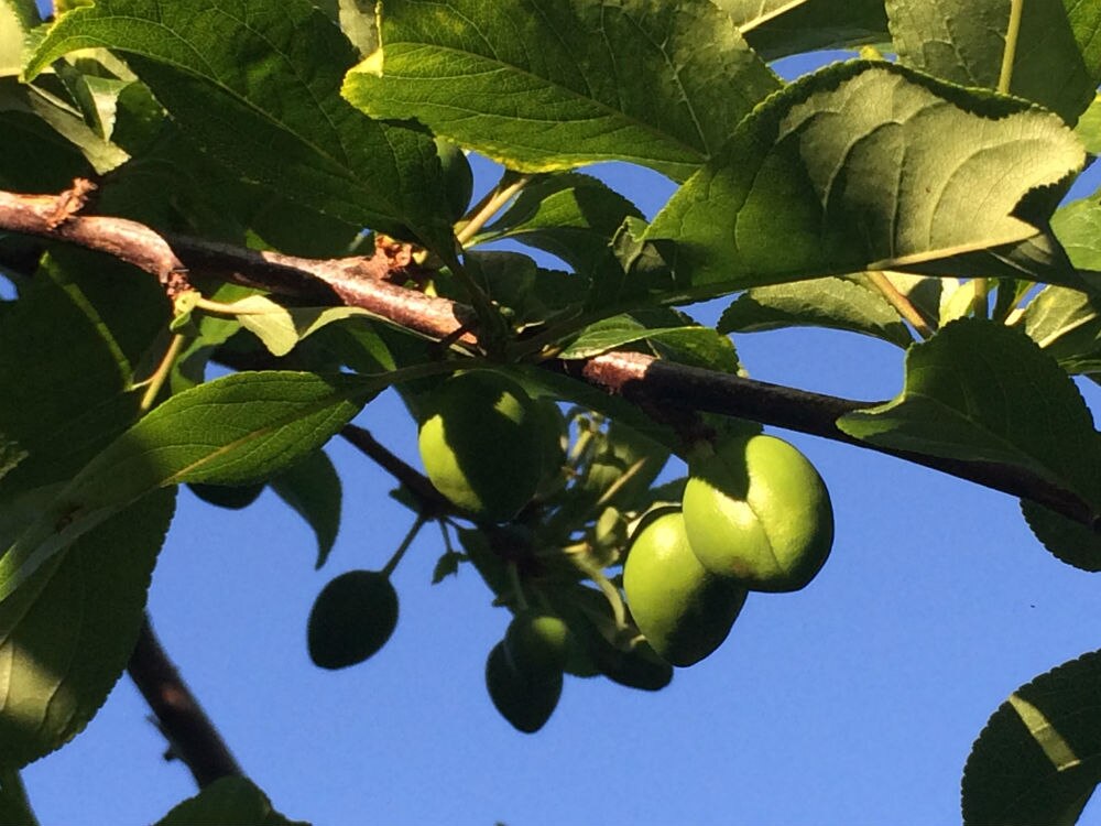 Gardening talkback: Cross-pollinating plums and greengages