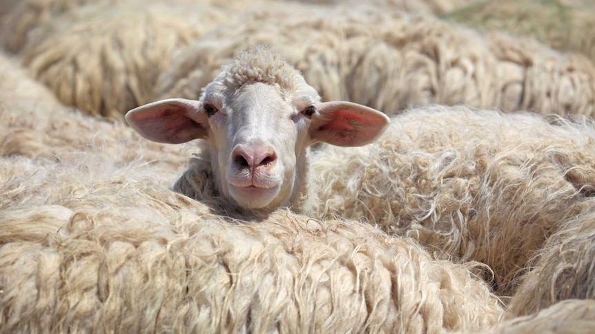 A white sheep lifting its head above a flock of sheep