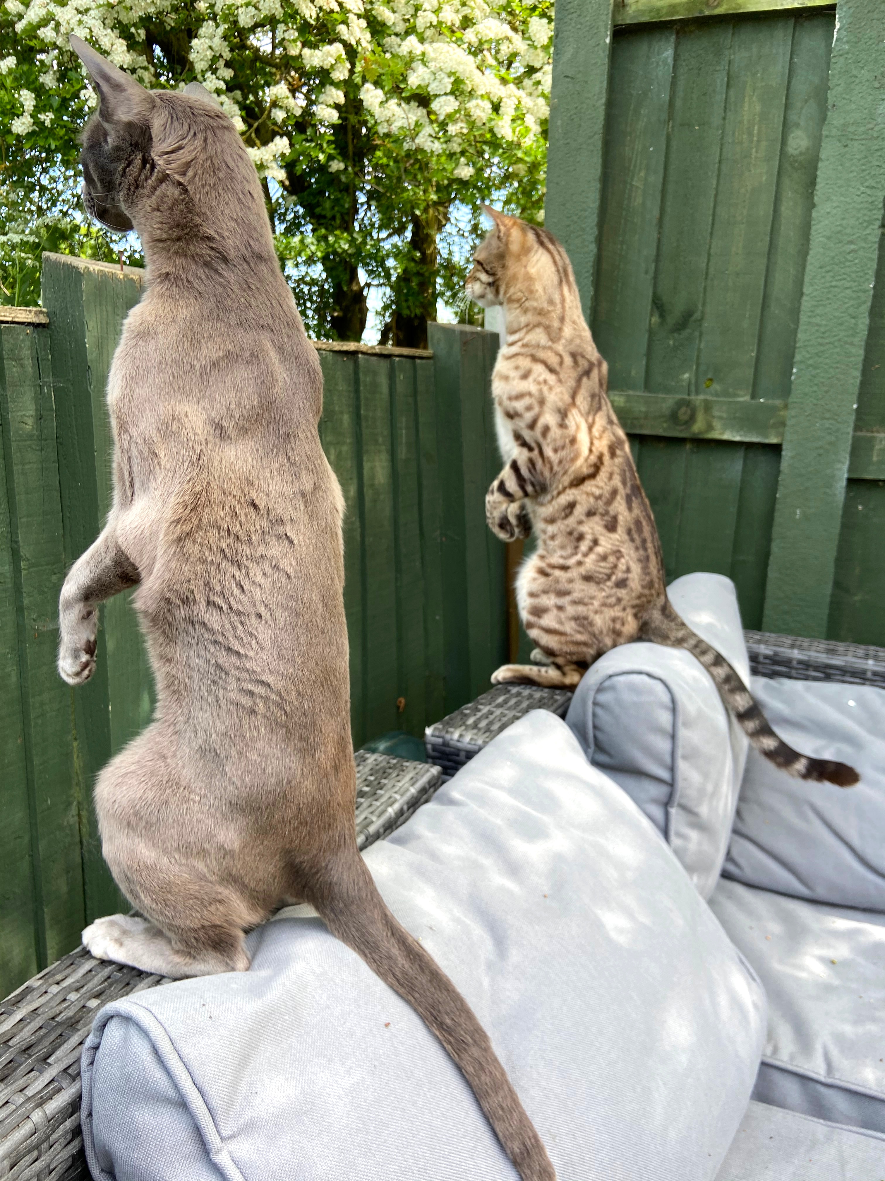 Two cats standing like meerkats trying to look over a fence in the backyard