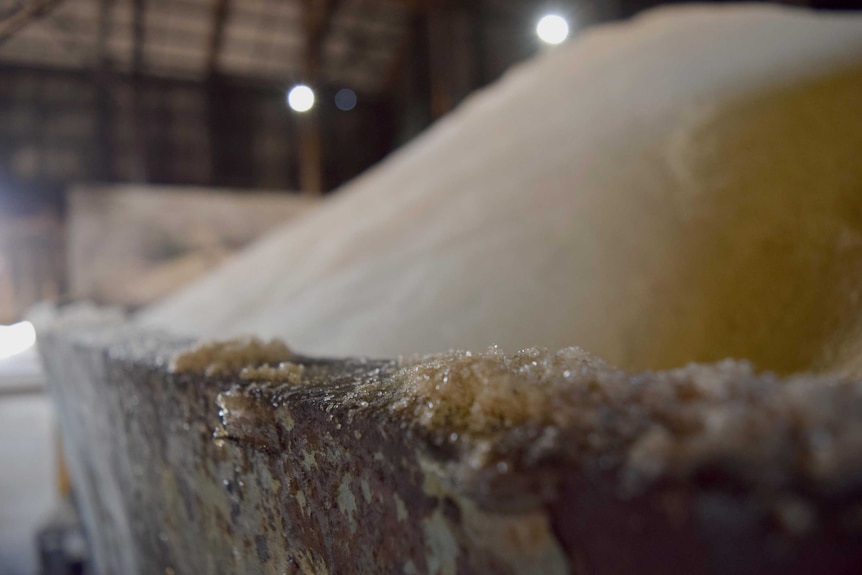 Piles of sugar fill up a large industrial storage shed at Bundaberg Sugar.
