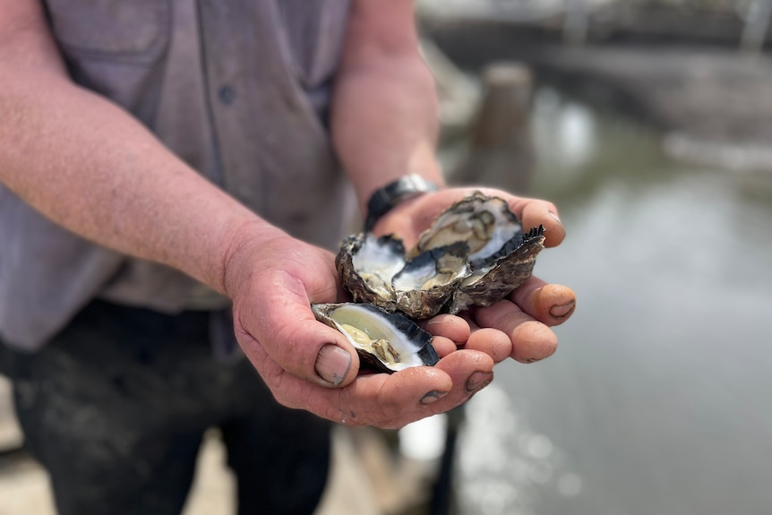 Close-up of a man's hands holding oysters.