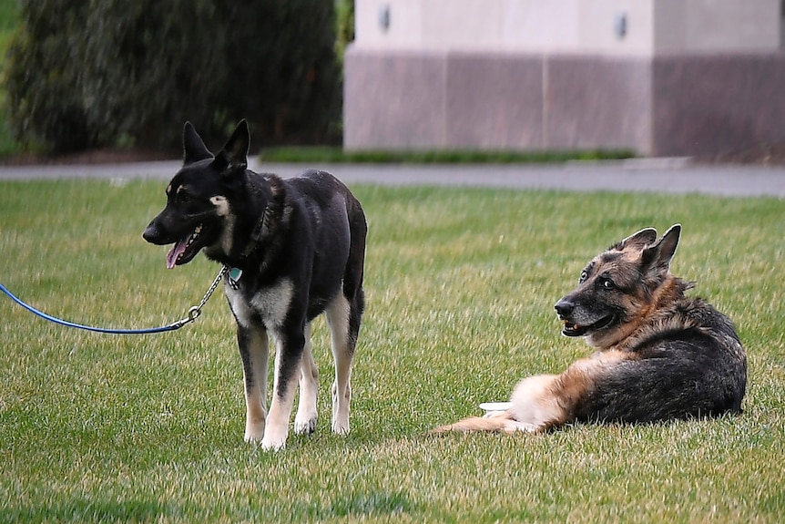 Dogs Champ, right, and Major are seen on the South Lawn of the White House in Washington
