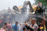 Man plays trumpet in foreground as elephants spray water in the background in a large crowd