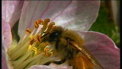 Bee collects pollen from flower